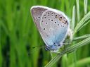 Polyommatus_amandus_hopeasinisiipi_IMG_0228.JPG