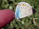 Polyommatus_amandus_hopeasinisiipi_IMG_1259.JPG