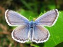 Polyommatus_amandus_hopeasinisiipi_IMG_1693.jpg