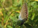 Polyommatus_amandus_hopeasinisiipi_IMG_1915.jpg