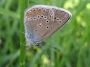 Polyommatus_amandus_hopeasinisiipi_IMG_4006.jpg