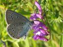 Polyommatus_amandus_hopeasinisiipi_IMG_4061.jpg