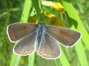 Polyommatus_amandus_hopeasinisiipi_IMG_4149.jpg