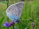 Polyommatus_amandus_hopeasinisiipi_IMG_5378.JPG