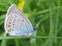 Polyommatus_amandus_hopeasinisiipi_IMG_6788.jpg