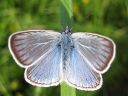 Polyommatus_amandus_hopeasinisiipi_IMG_6795.jpg