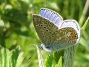 Polyommatus_amandus_hopeasinisiipi_IMG_7842.jpg