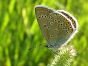 Polyommatus_amandus_hopeasinisiipi_IMG_8485.jpg