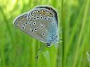 Polyommatus_amandus_hopeasinisiipi_IMG_8491.jpg