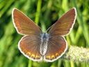 Polyommatus_amandus_hopeasinisiipi_IMG_8497.jpg