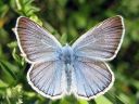 Polyommatus_amandus_hopeasinisiipi_IMG_9417.jpg