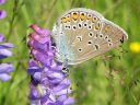 Polyommatus_amandus_hopeasinisiipi_IMG_9590.jpg