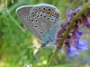 Polyommatus_amandus_hopeasinisiipi_IMG_9601.jpg