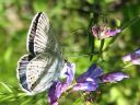 Polyommatus_amandus_hopeasinisiipi_IMG_9603.jpg