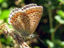 Polyommatus_icarus_hohtosinisiipi_IMG_0011.jpg