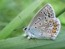 Polyommatus_icarus_hohtosinisiipi_IMG_0038.jpg