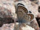 Polyommatus_icarus_hohtosinisiipi_IMG_1663.jpg