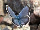 Polyommatus_icarus_hohtosinisiipi_IMG_1667.jpg