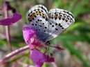 Tiedostonimi=Polyommatus_icarus_hohtosinisiipi_IMG_1673.jpg
Tiedostokoko=56kt
Koko=600x450
Lisätty=12.02.2020 Polyommatus_icarus_hohtosinisiipi_IMG_1673.jpg