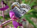 Polyommatus_icarus_hohtosinisiipi_IMG_1673.jpg