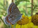 Polyommatus_icarus_hohtosinisiipi_IMG_4494.jpg