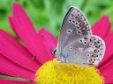 Polyommatus_icarus_hohtosinisiipi_IMG_4677.jpg