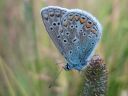 Polyommatus_icarus_hohtosinisiipi_IMG_4840.jpg