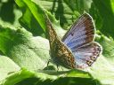 Polyommatus_icarus_hohtosinisiipi_IMG_5017.jpg