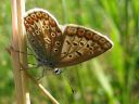 Polyommatus_icarus_hohtosinisiipi_IMG_5023.jpg