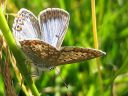 Polyommatus_icarus_hohtosinisiipi_IMG_5027.jpg