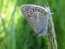 Polyommatus_icarus_hohtosinisiipi_IMG_6829.jpg