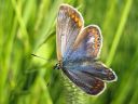 Polyommatus_icarus_hohtosinisiipi_IMG_8471.jpg