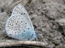 Polyommatus_icarus_hohtosinisiipi_IMG_9393.jpg