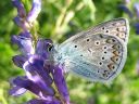 Polyommatus_icarus_hohtosinisiipi_IMG_9410.jpg