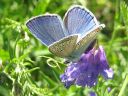 Polyommatus_icarus_hohtosinisiipi_IMG_9412.jpg