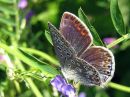 Polyommatus_icarus_hohtosinisiipi_IMG_9535.jpg