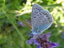 Polyommatus_icarus_hohtosinisiipi_IMG_9563.jpg