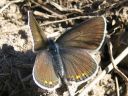 Polyommatus_icarus_hohtosinisiipi_IMG_9583.jpg