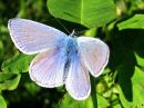 Polyommatus_icarus_hohtosinisiipi_IMG_9964.jpg