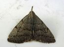 Polypogon_strigilatus_hapsiyokkonen_IMG_2530.jpg