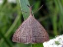 Polypogon_tentacularius_male_kasteyokkonen_koiras_IMG_1023.JPG