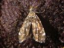 Prochoreutis_myllerana_yotuikekoi_IMG_5563.jpg