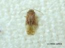 Psallus_haematodes_raidansuomulude_10_9_2017.jpg