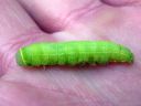 Pseudoips_prasinanus_larva_venhoyokkonen_toukka_IMG_6845.JPG