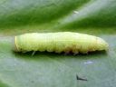 Pseudoips_prasinanus_larva_venhoyokkonen_toukka_IMG_6847.JPG