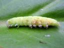 Pseudoips_prasinanus_larva_venhoyokkonen_toukka_IMG_6849.JPG