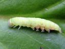 Pseudoips_prasinanus_larva_venhoyokkonen_toukka_IMG_6850.JPG