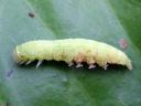 Pseudoips_prasinanus_larva_venhoyokkonen_toukka_IMG_6851.JPG