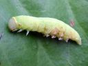 Pseudoips_prasinanus_larva_venhoyokkonen_toukka_IMG_6852.JPG