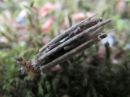 Psyche_casta_larva_pikkusavupussikas_toukka_IMG_3250.jpg